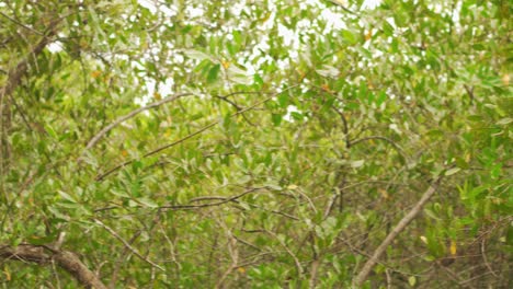 B-Roll-Panning-Shot-of-Leaves-in-Trees