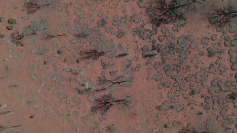 growing trees on semi-arid desert in red centre. northern territory, australia. aerial, top-down shot