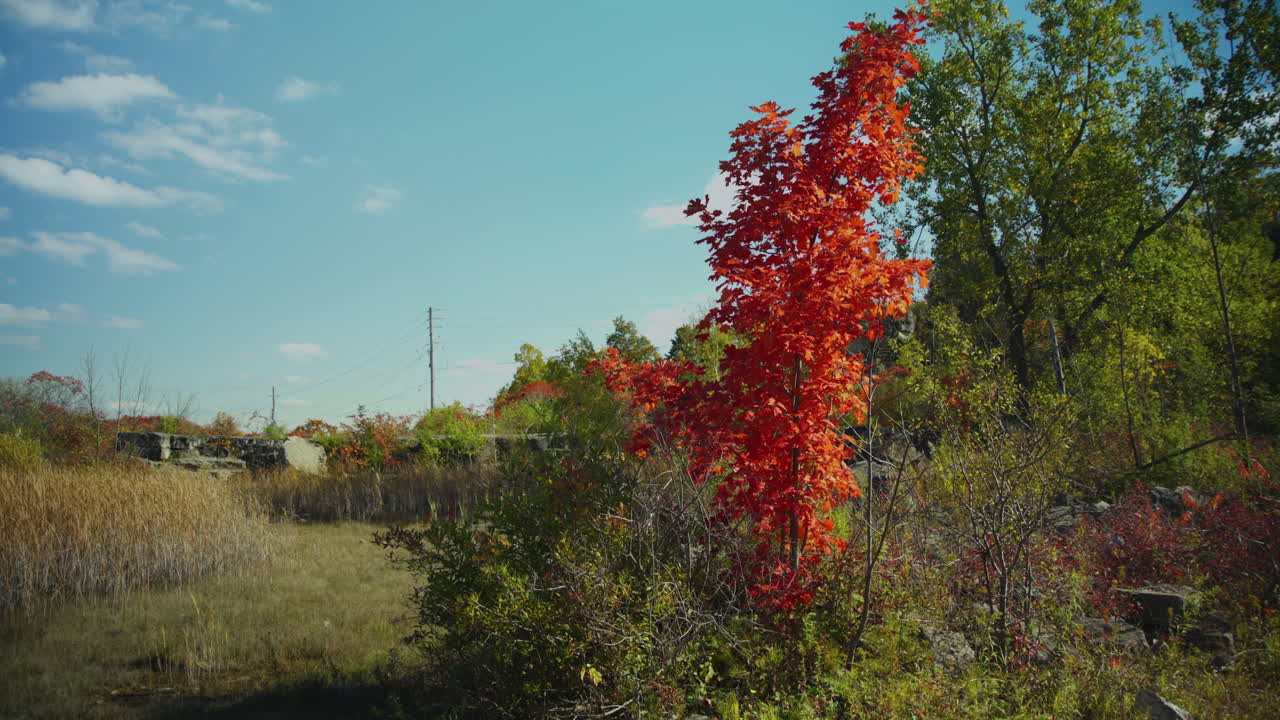一棵孤獨的樹,紅葉矗立在秋天的綠地中間,隨著微風輕輕地吹起它的葉子