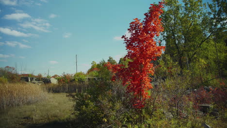 un árbol solitario con hojas rojas se encuentra entre la vegetación en un día de otoño, mientras la brisa sopla suavemente sus hojas