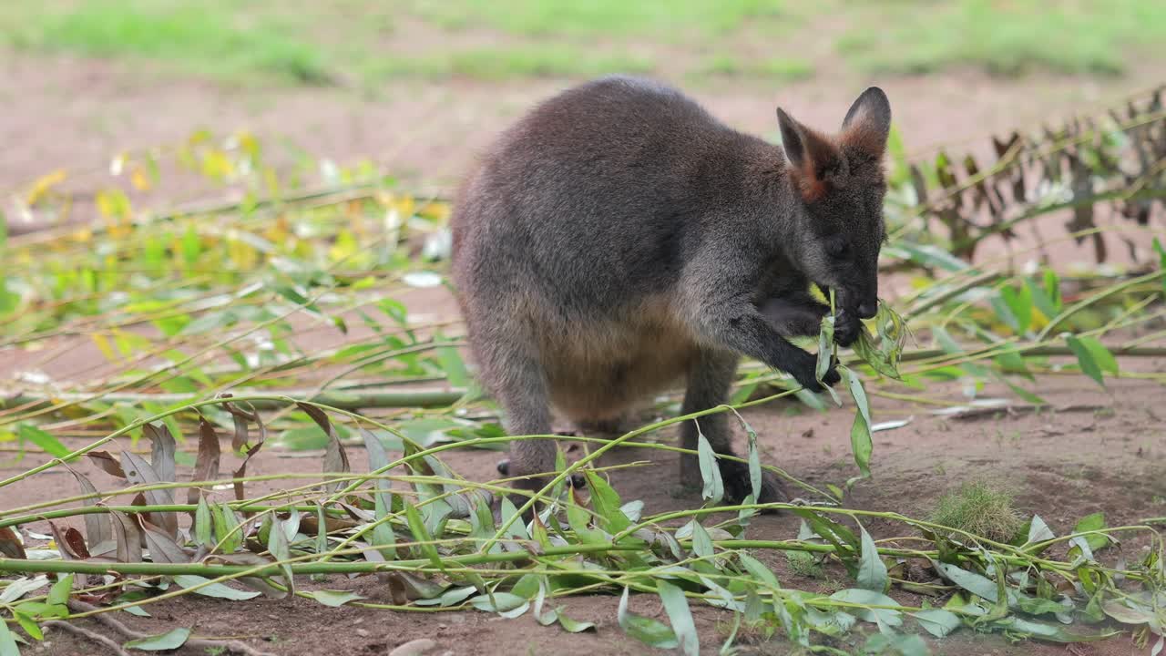 Young brown Australian kangaroo eats fresh leaves on dirt ground, telephoto