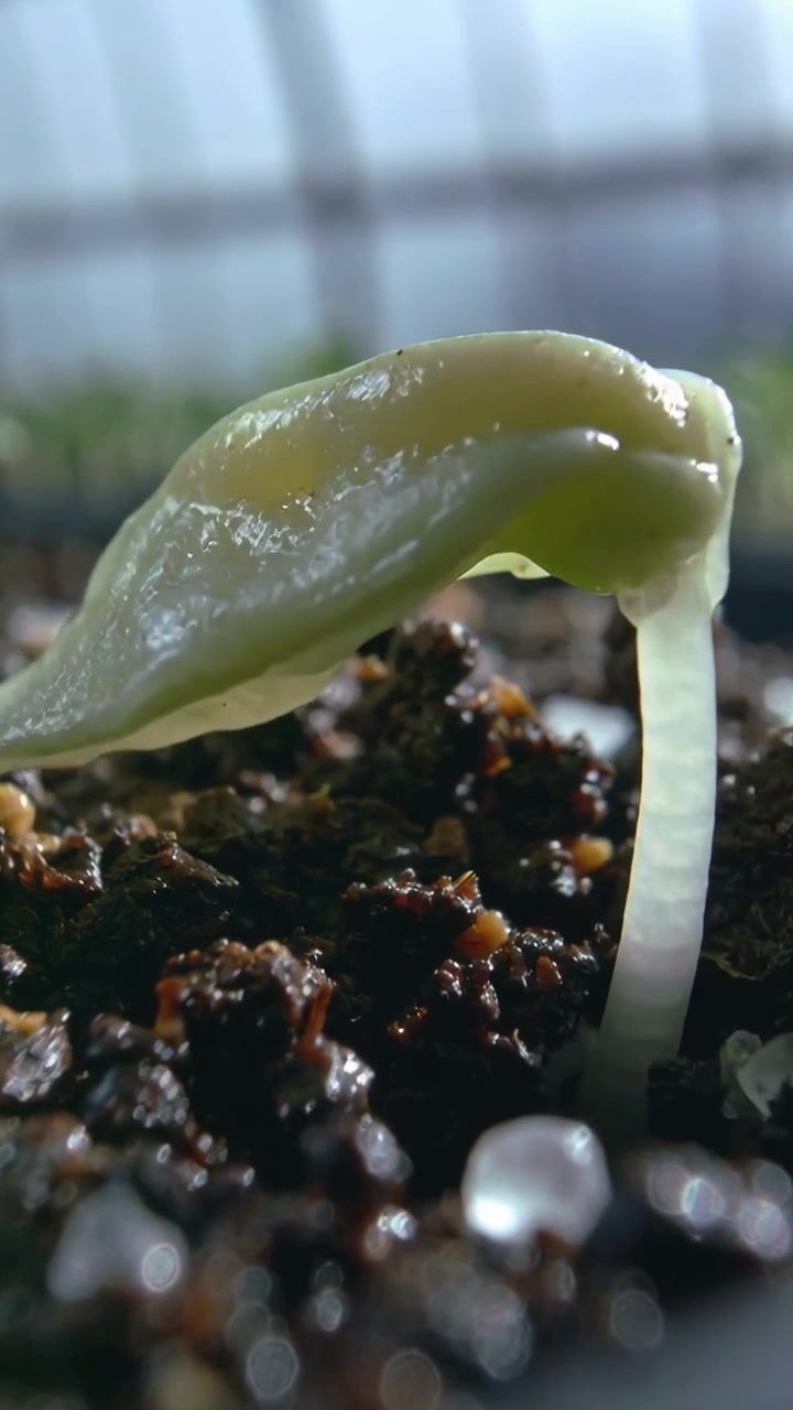 Vertical video: After watering, seedling lifting cotyledon and stretching hypocotyl in greenhouse
