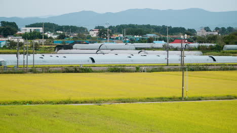 Gelbe-Reisfelder-Und-Gewächshäuser-In-Der-Landschaft-Von-Gunsan,-Südkorea