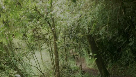 trees-in-the-rainforest-with-fantastic-view-of-the-mountain-forest