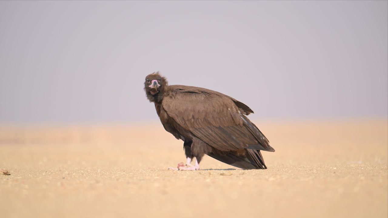 Un avvoltoio monaco abbassa la testa per nutrirsi di carogne giacenti sulla sabbia aperta del deserto, dilaniando la carcassa nella dura luce di mezzogiorno del deserto kuwaitiano.