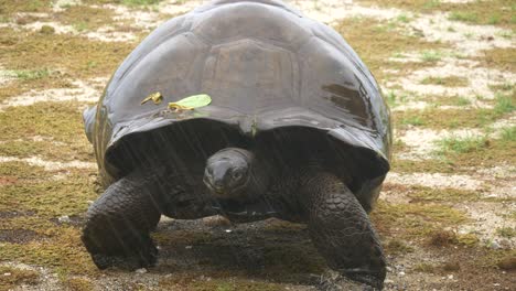 tortuga gigante aldabra caminando lentamente bajo la lluvia a través de terreno fangoso