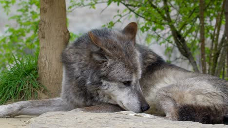 a big gray husky dog laying on the big rock