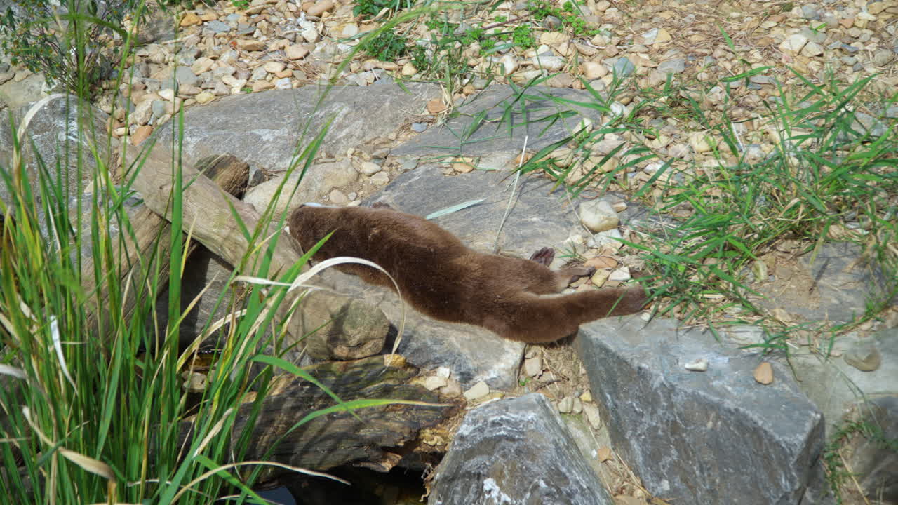 Lontra eurasiatica fa un pisolino sulla riva rocciosa di un fiume - ripresa panoramica.