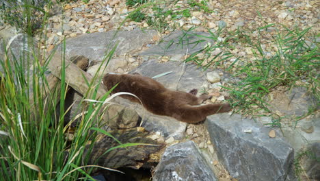 eurasian otter takes a nap on rocky river bank - pan shot