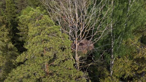 white-tailed eagle (haliaeetus albicilla) nest with young bird in it on a tree in the forest. estonia.