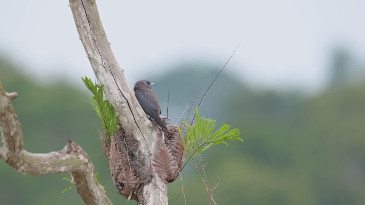 desde su espalda mirando a su alrededor justo por encima de su nido luego vuela hacia la derecha, ashy woodswallow artamus fuscus, tailandia