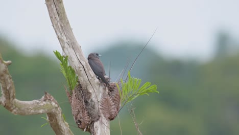 Seen-from-its-back-looking-around-just-above-its-nest-then-flies-away-to-the-right,-Ashy-Woodswallow-Artamus-fuscus,-Thailand