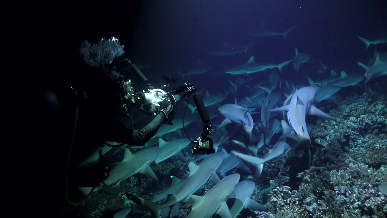 Sharks hunting at night with diver photographer following the school of sharks