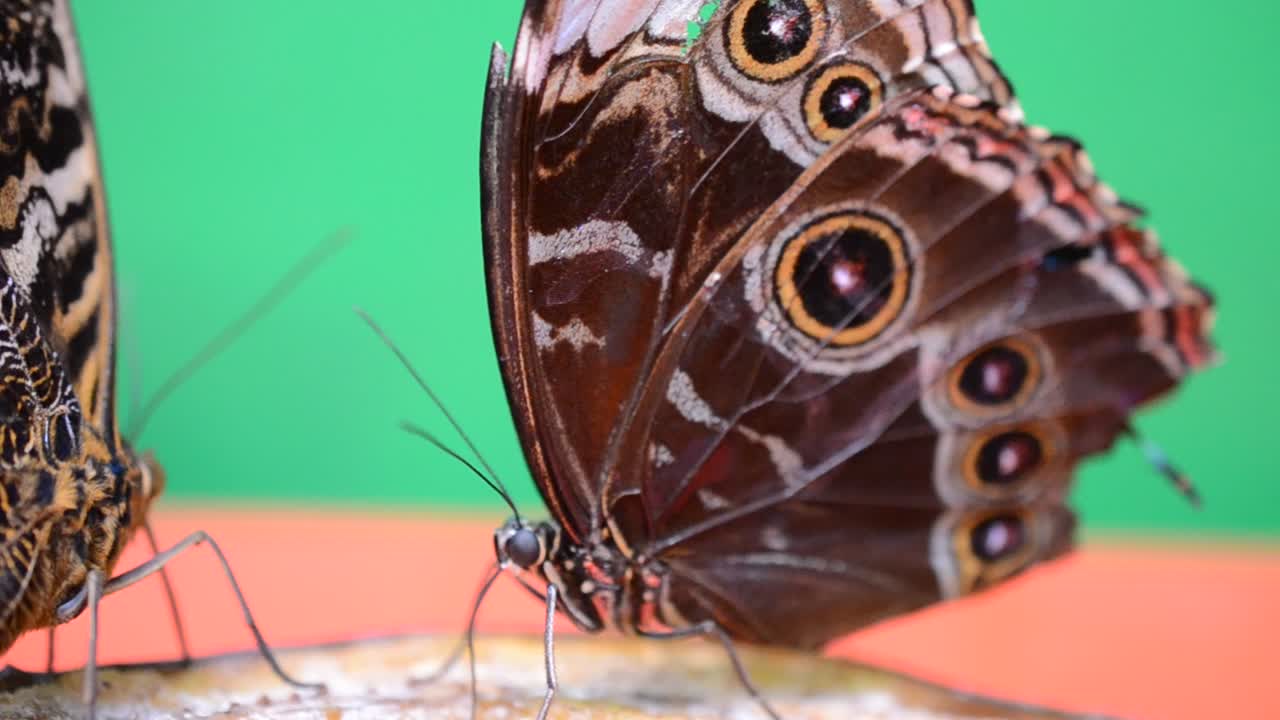 farfalla