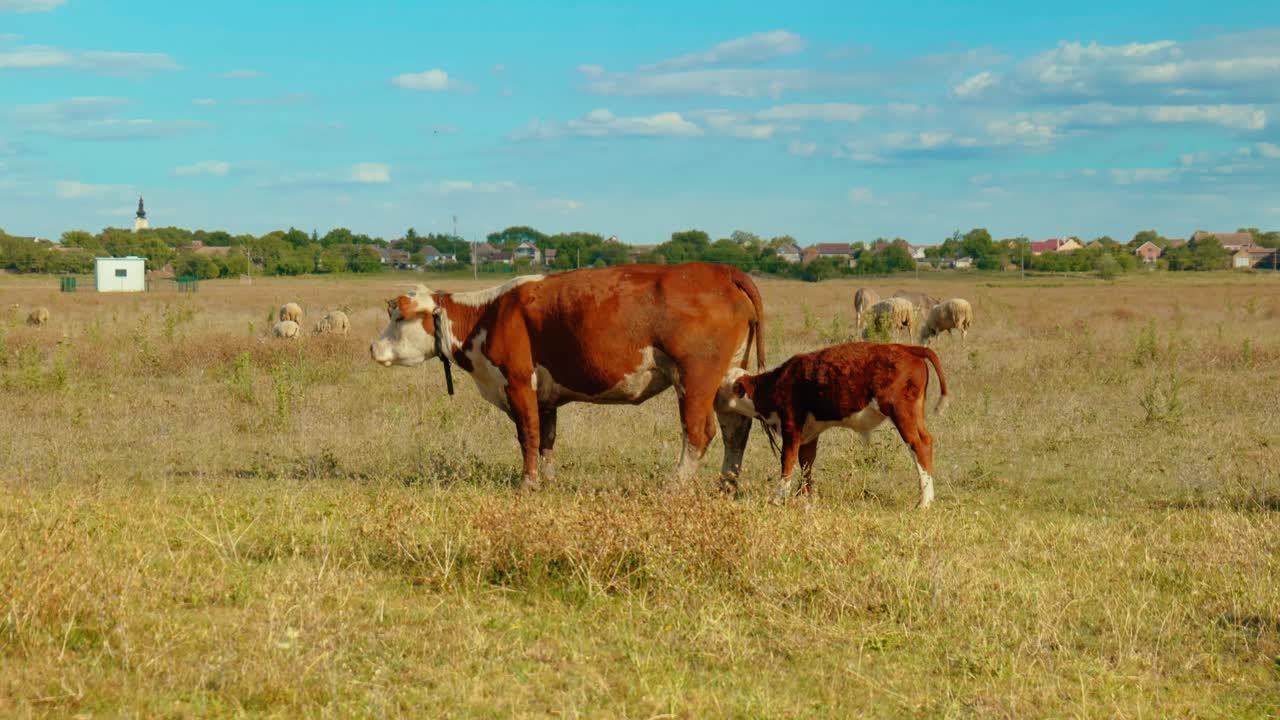 una escena rural pacífica con vacas pastando en un prado verde bajo un cielo azul