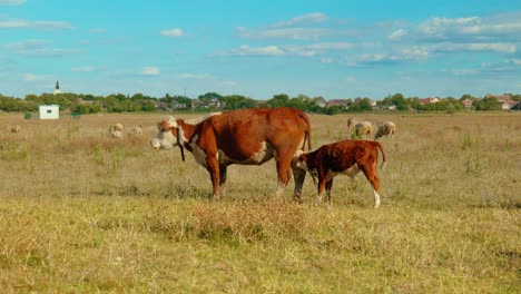 Una-Escena-Rural-Tranquila-Con-Vacas-Pastando-En-Un-Prado-Verde-Bajo-Un-Cielo-Azul.