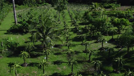 Epischer-Luftüberflug-Und-Enthüllung-Einer-Drachenfruchtfarm-Auf-Der-Karibischen-Insel-Trinidad