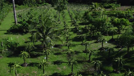 epic aerial flyover and reveal of a dragon fruit farm on the caribbean island of trinidad