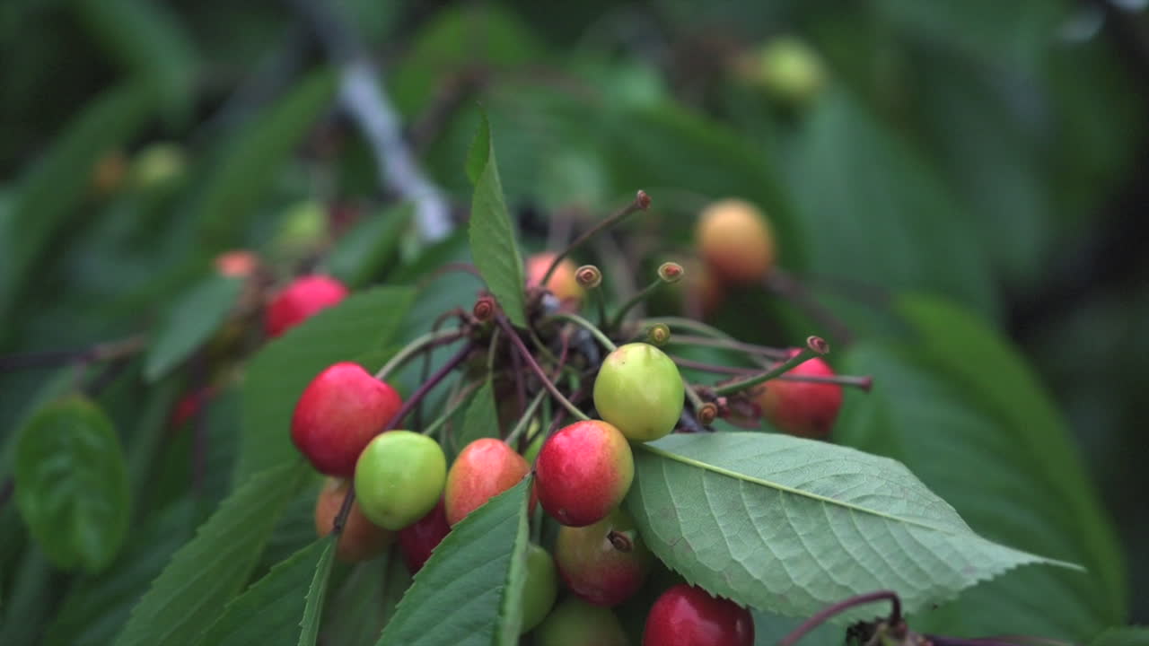 Red cherries ripening on the tree in sunlight