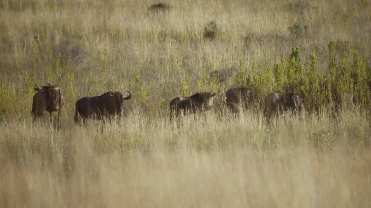Nærbillede af gnuer på savannen i 4K slowmotion