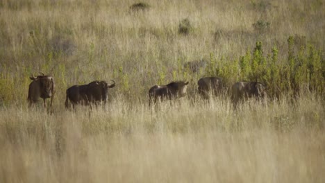 Nahaufnahme-Von-Gnus-In-Der-Savanne-In-4k-Zeitlupe