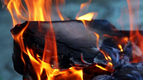slow motion tree burning in flame. woods fire
