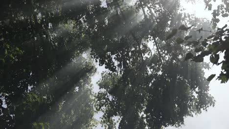 sun rays filter through the leaves of trees, revealing the subtle movement of fog