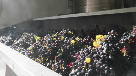 red grapes in a press at the winemaker