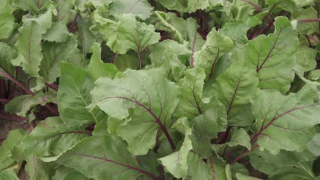 Im-Valencianischen-Garten-Gepflanzte-Salate