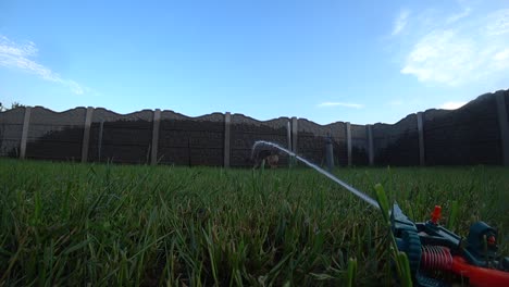 Zeitlupe---Nasser-Hund-Spielt-Mit-Wasser-Aus-Einem-Sprinkler-Im-Hinterhof