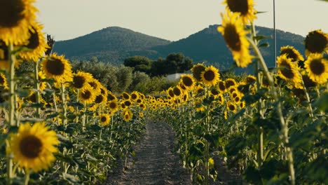 walking among sunflowers in the countryside in springtime