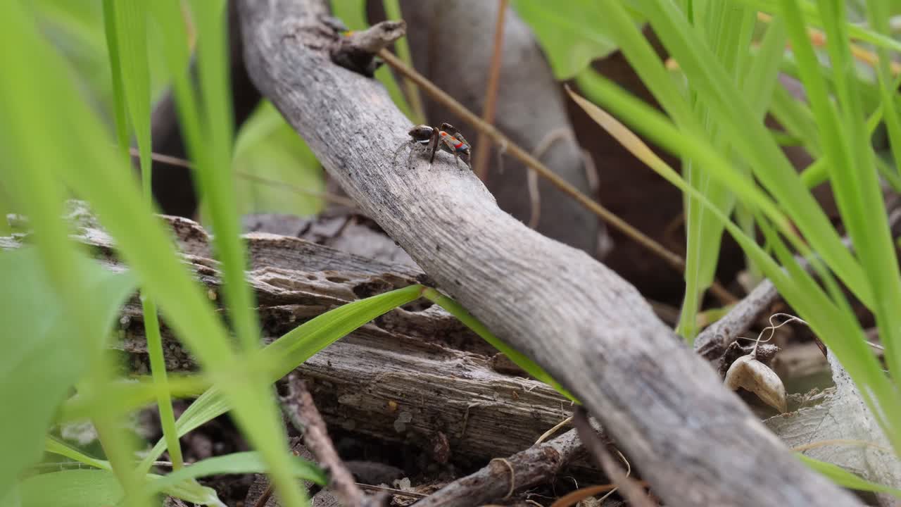공작 거미, 남성 maratus pavonis
