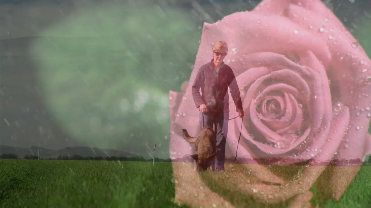 Senior woman entering left walking dog with leash and translucent rose overlay growing for health
