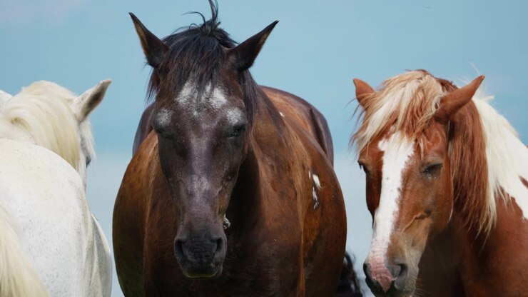 Tre cavalli di colori diversi stanno fianco a fianco di fronte alla telecamera sotto un cielo azzurro e limpido. Inquadratura ravvicinata statica all'altezza degli occhi cattura gli animali alla luce naturale del giorno con profondità di campo ridotta