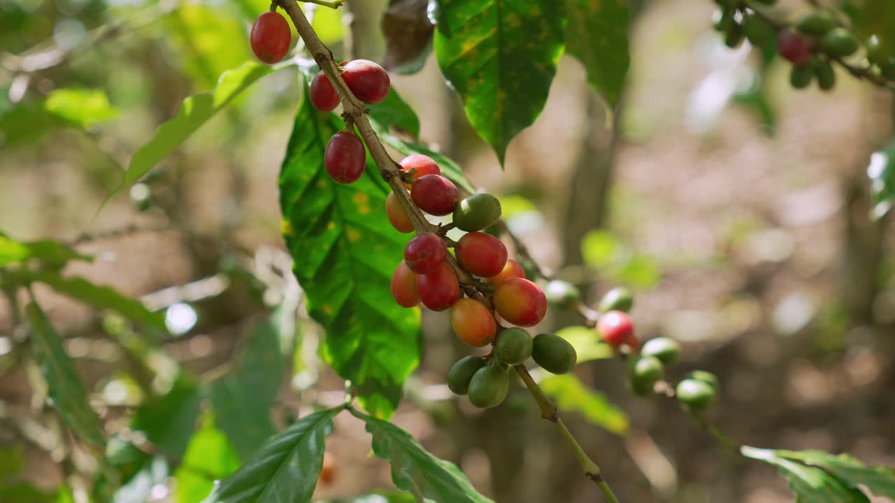 Branch of S795 coffee, a cultivar of Coffea arabica plantation in Colombia South America