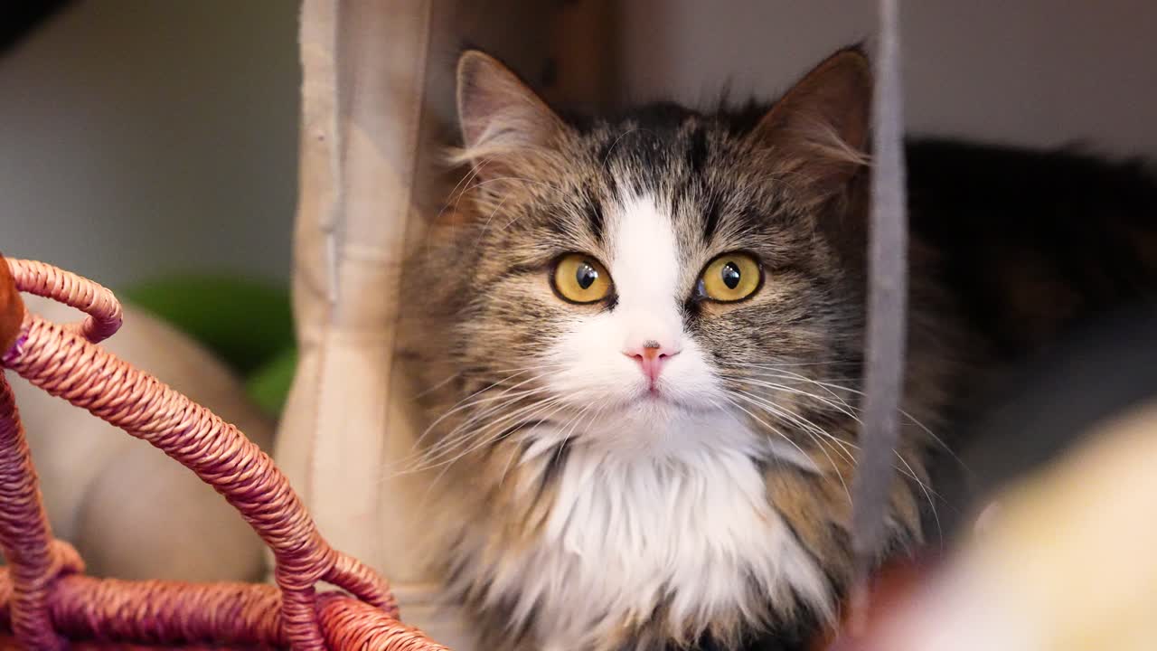 En huskat af racen tabby, der sidder på en hylde, først stirrer opmærksomt og derefter langsomt lukker øjnene. En rolig scene med et kæledyr indendørs, der viser afslapning, tillid og blid adfærd i hjemmet