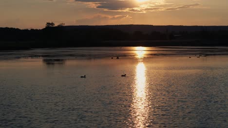 Los-Patos-Cruzan-Nadando-El-Lago-Al-Atardecer