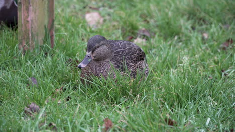 brown duck sitting looking for food in the green grass steady shot