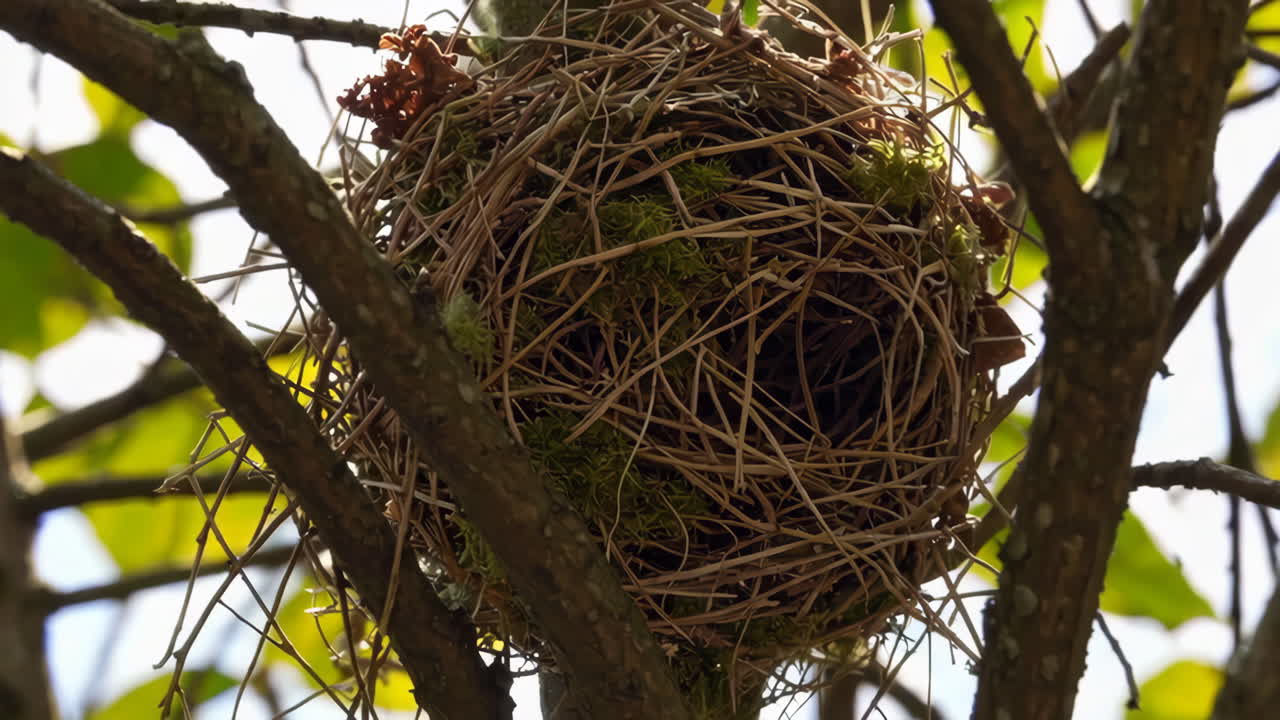 Bird's Nest in a Tree