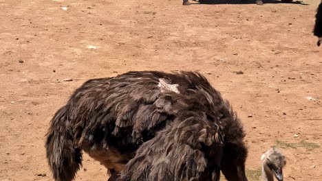 Nandu-Ema-Americana-Vogel-Südamerika-Einheimisch-Hautnah