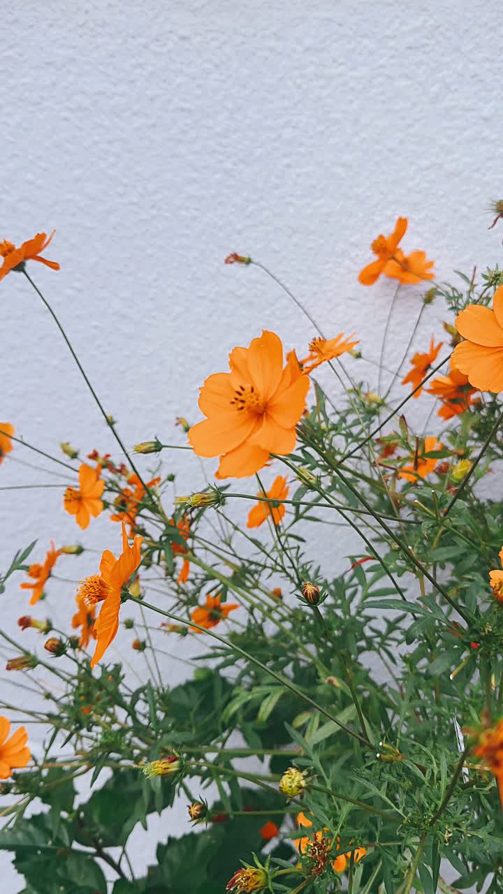 Fiori di Cosmos arancioni contro un muro bianco.