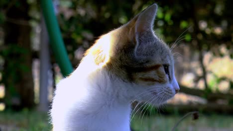 Gato-Calico-En-El-Jardín-Mira-A-La-Cámara,-Cierra