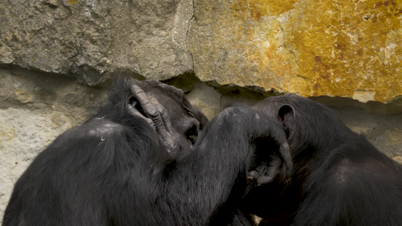 два шимпанзе ухаживают друг за другом