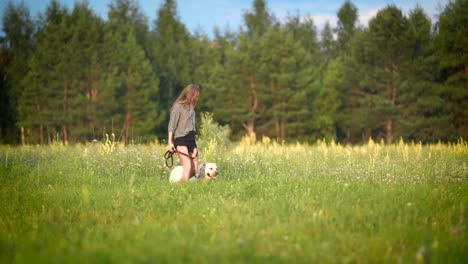 white labrador is walking on a leash with young slim owner near forest in sunny weather in summer day