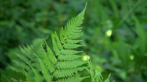 Fern-frond-growing-in-dappled-sunlight