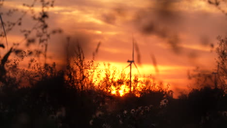 silhouette of wind turbines against a golden sunset, with plants in the foreground