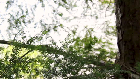 Rack-focus-through-the-branches-of-a-pine-tree-in-Northern-Ontario