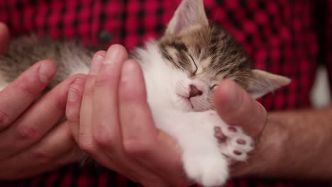 tiny kitten sleeping safely a man's large hands