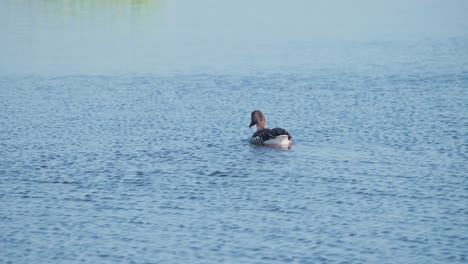 greylag goose floating on fast river stream, grooming its feathers