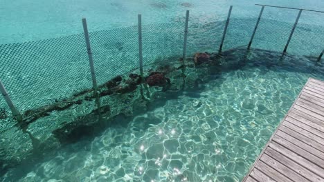two sea turtles swim in enclosure in shallow polynesia atoll lagoon